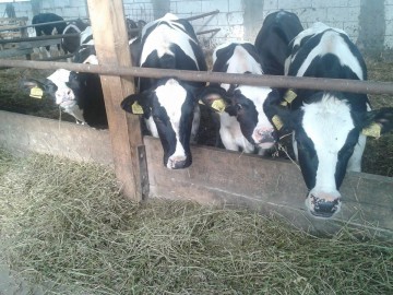 Lovitură dură la adresa fermierilor: Bovinele şi ovinele nu mai pot fi vândute în UE!